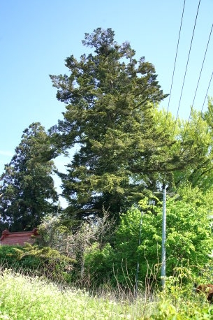 阿弥陀寺のモミ