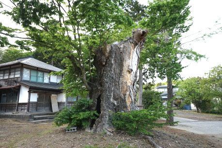 瑞光寺のケヤキ
