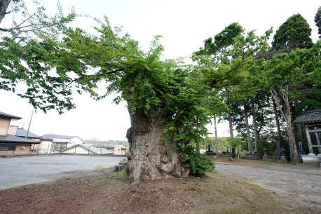 瑞光寺のケヤキ