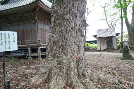 豊岡神明社のモミ