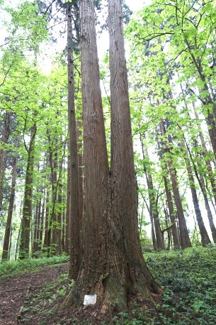 上大内沢国有林の杉