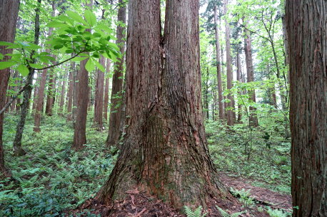 上大内沢国有林の杉