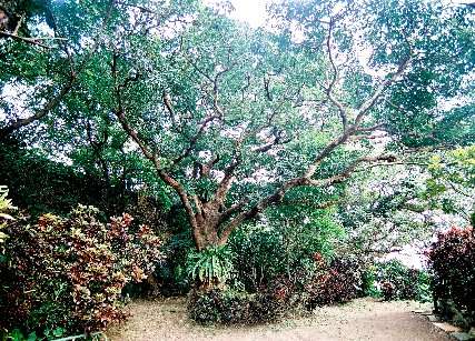 首里金城の大アカギ　No2