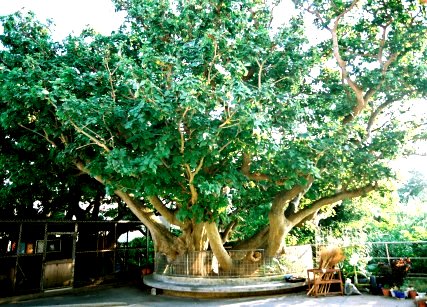 嘉手納小学校のデイゴ