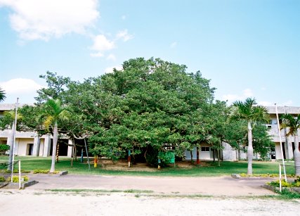 学者ガジュマル