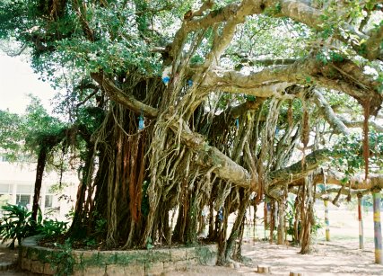 学者ガジュマル