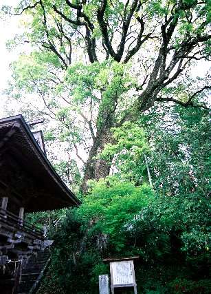 山森阿蘇神社の樟