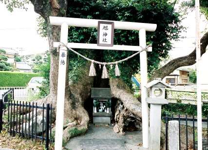旭神社のクスノキ