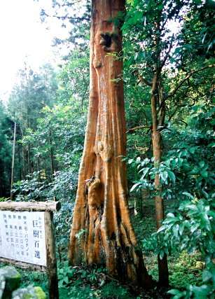 行縢神社のバクチノキ