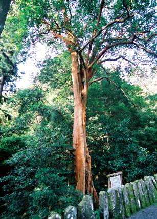 行縢神社のバクチノキ