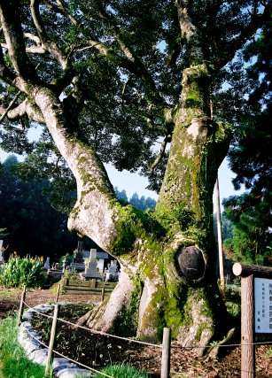 大沢津のオガタマノキ
