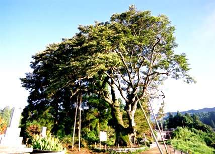 大沢津のオガタマノキ