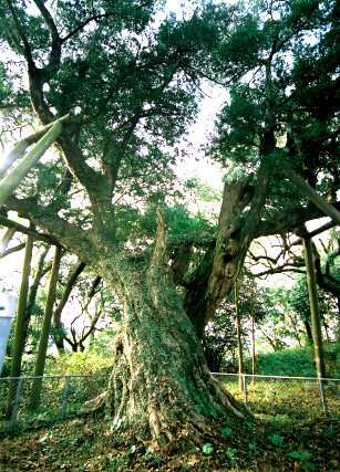 熊野神社のイヌマキ