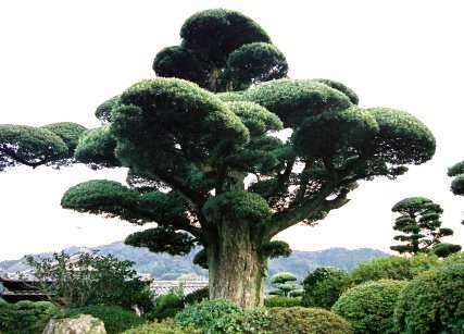 古賀町のラカンマキ