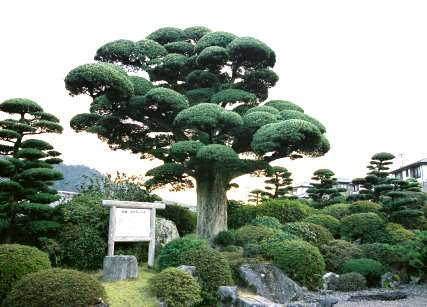 古賀町のラカンマキ