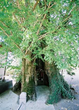 麟祥院のイチョウ