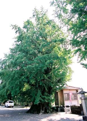 麟祥院のイチョウ