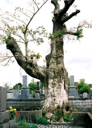 神上墓地のクロガネモチ