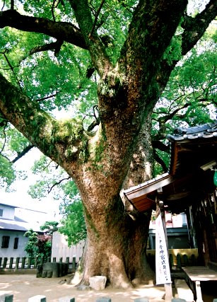 菅原神社の楠