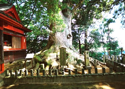 本庄稲荷神社のクスノキ