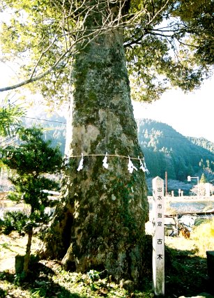 厳島神社のイチイガシ