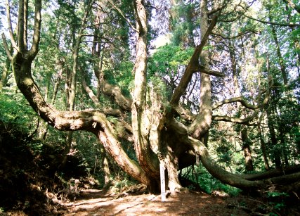 護王さんの杉