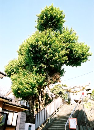 八幡神社のアコウ