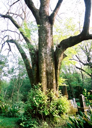 元小峰の菩提樹