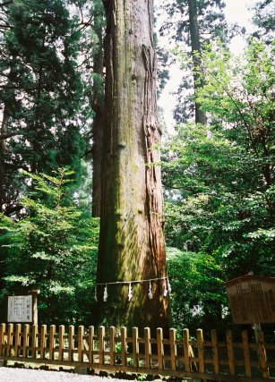 高千穂神社の秩父杉