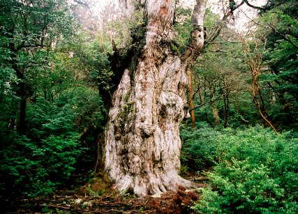 縄文杉