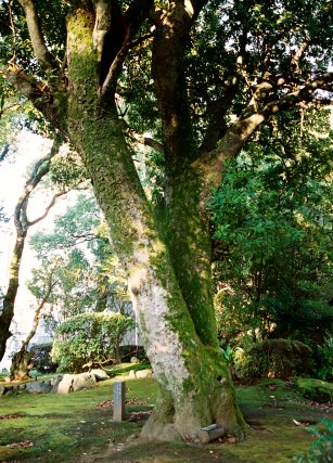 県庁南庭園のヤマモモ