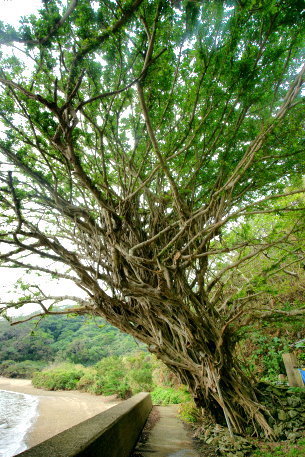 龍郷町のガジュマル　No2