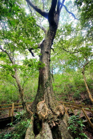 大和浜のｵｷﾅﾜｳﾗｼﾞﾛｶﾞｼ