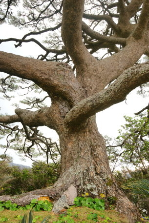 朝仁の千年松