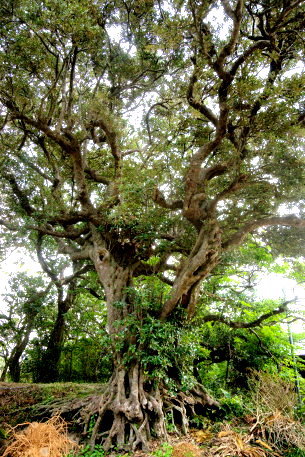 徳浜のアカテツ