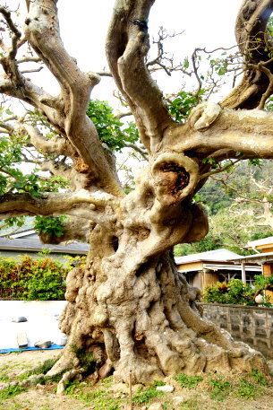 阿多地のデイゴ　No2