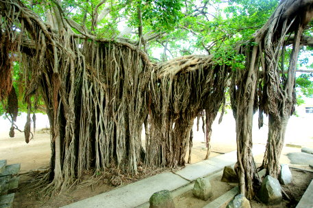 伊仙小学校のガジュマル