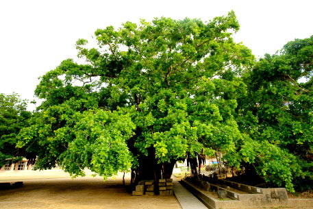 伊仙小学校のガジュマル