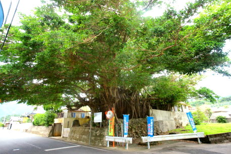 徳之島町山のガジュマル