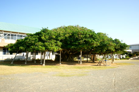 国頭小学校のガジュマル