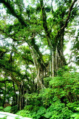 蒲生の夫婦ガジュマル　No1