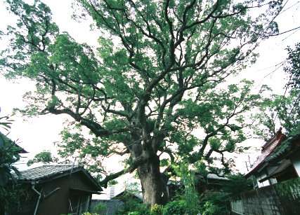 松森の大樟