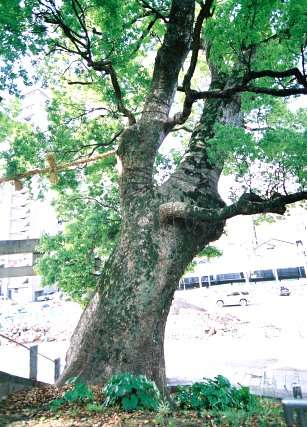 北岡神社の夫婦楠 (雌楠)