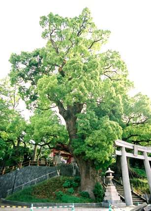 北岡神社の夫婦楠 (雌楠)