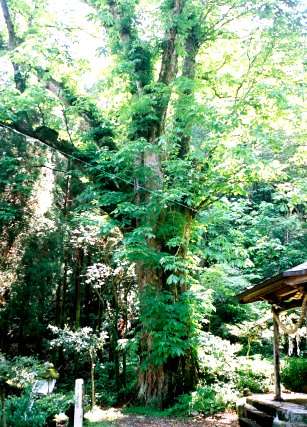 高岩神社のトチノキ