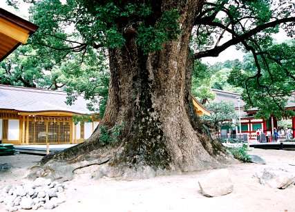 天満宮の大クス