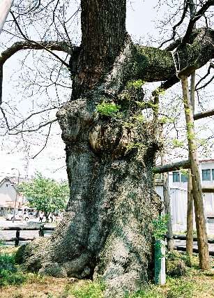 琴平町の大センダン