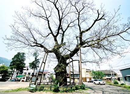 琴平町の大センダン