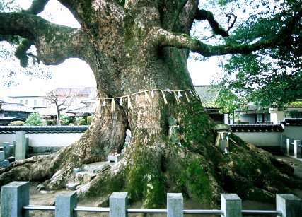 須賀神社の大クス