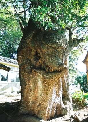 楠上神社の大樟
